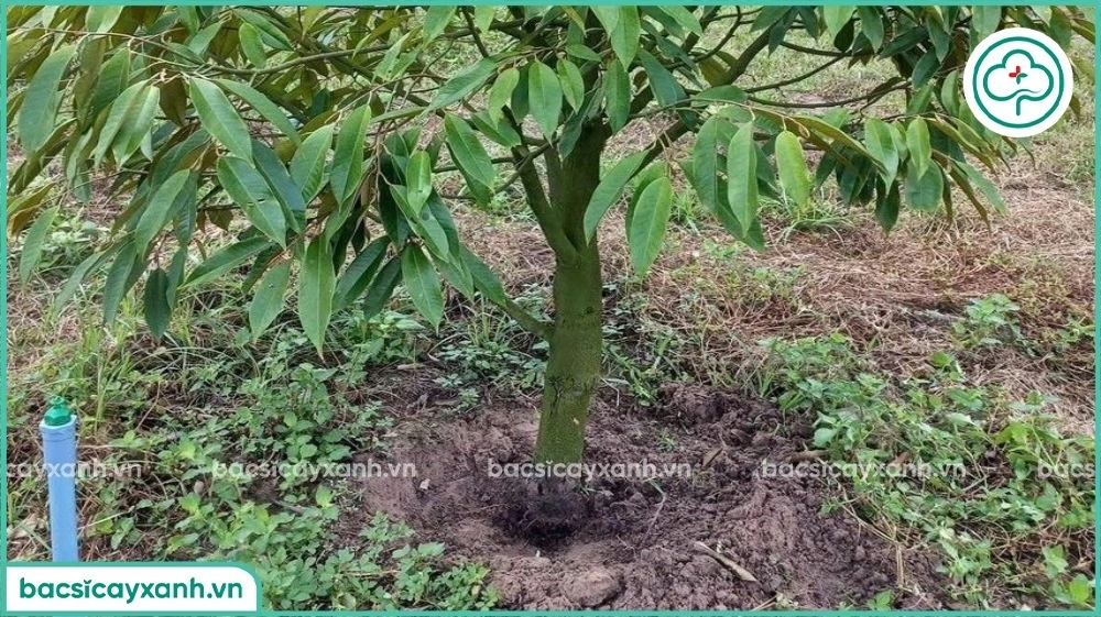 các giai đoạn phát triển bệnh vàng lá thối rễ